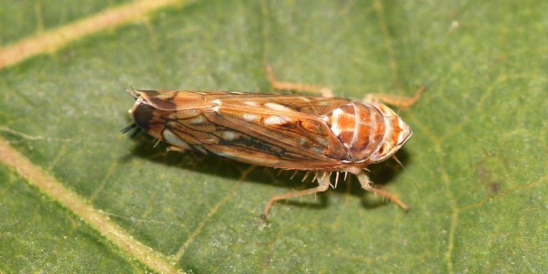 Samica ameriškega škržatka (Scaphoideus titanus) na listu vinske trte, fotografirana v laboratorijih Fundacije Edmunda Macha, Trentino, Italija. Foto: Yerpo / Wikipedia