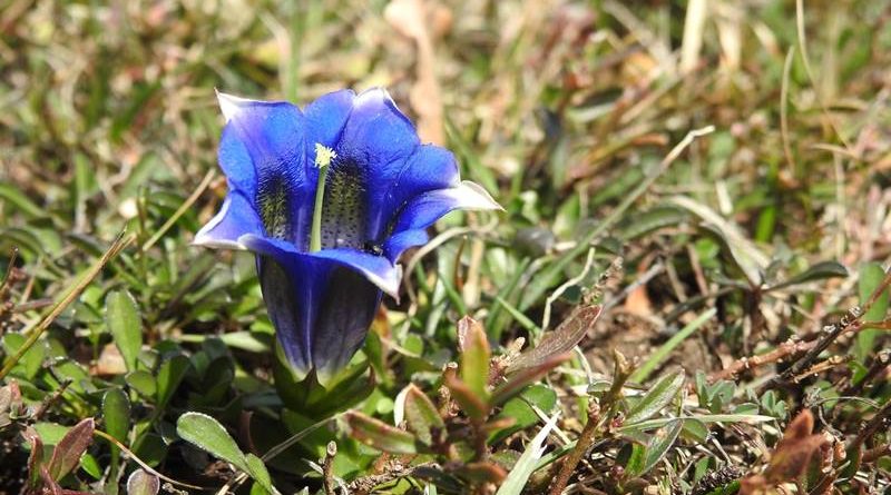 gentiana-clusiiclusijev-svisclovrenc2018_04_09-2_m