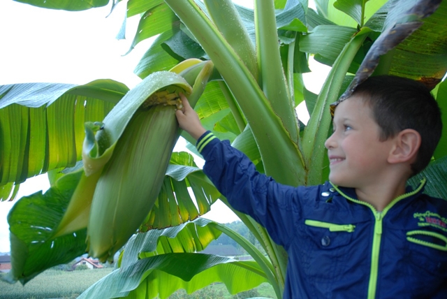 Vnuk Svit komaj čaka, da bo poskusil domače šmarske banane Vnuk Svit komaj čaka, da bo poskusil domače šmarske banane