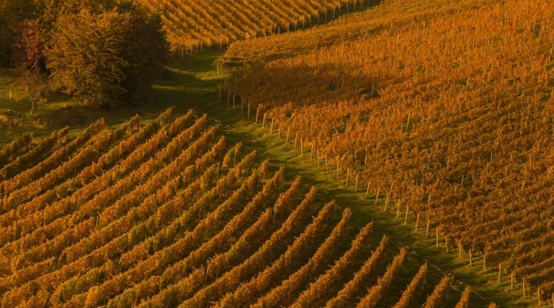 vinograd-sonja-kostevc-nagrada-v-kategoriji-a