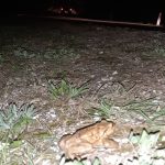 Kdo je odgovoren za množičen povoz žab pri ribniku Goričica? (foto)