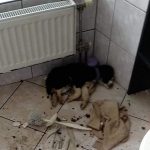 Na območju Rogatca lastnik pasjega mladička pustil poginiti v lastnih iztrebkih