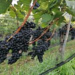 V Hišo vin Emino prihaja grozdje letnika 2020