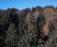 2-foto-Andraž-Purg-Drevo-je-z-vrh-a-izmeril-plezalec-in-arborist-Rado-Nadvešnik