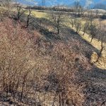 Občan v Pečici povzročil večji travniški požar