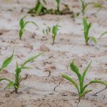 Občina Šmarje pri Jelšah zbira vloge za škodo v kmetijstvu zaradi posledic letošnje suše